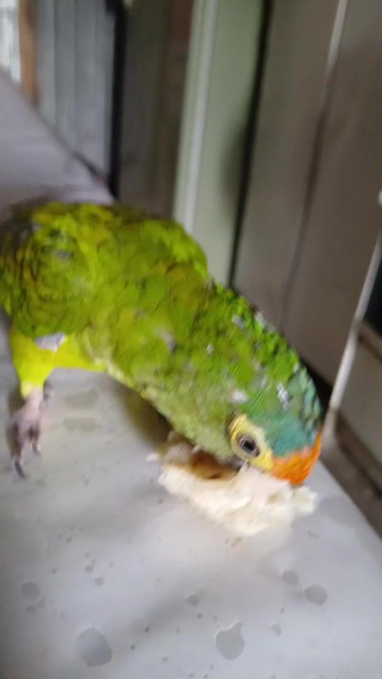TikTok video thumbnail by periiquiin