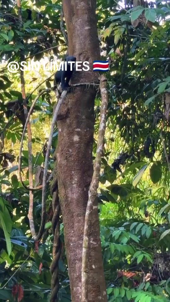 TikTok video thumbnail by sinlimiteab