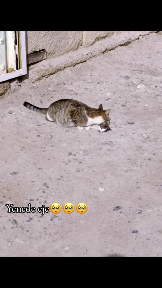 TikTok video thumbnail by zeno8782