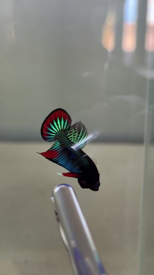 TikTok video thumbnail by waratwongkamphu