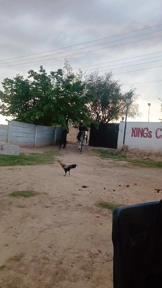 TikTok video thumbnail by malikcattel
