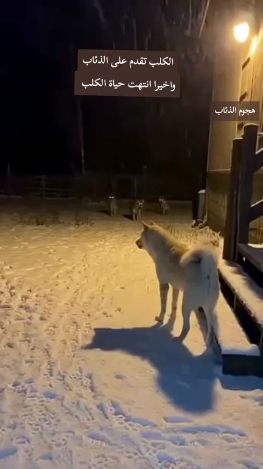 TikTok video thumbnail by user9749926121396