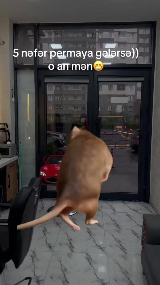 TikTok video thumbnail by berber.fexi