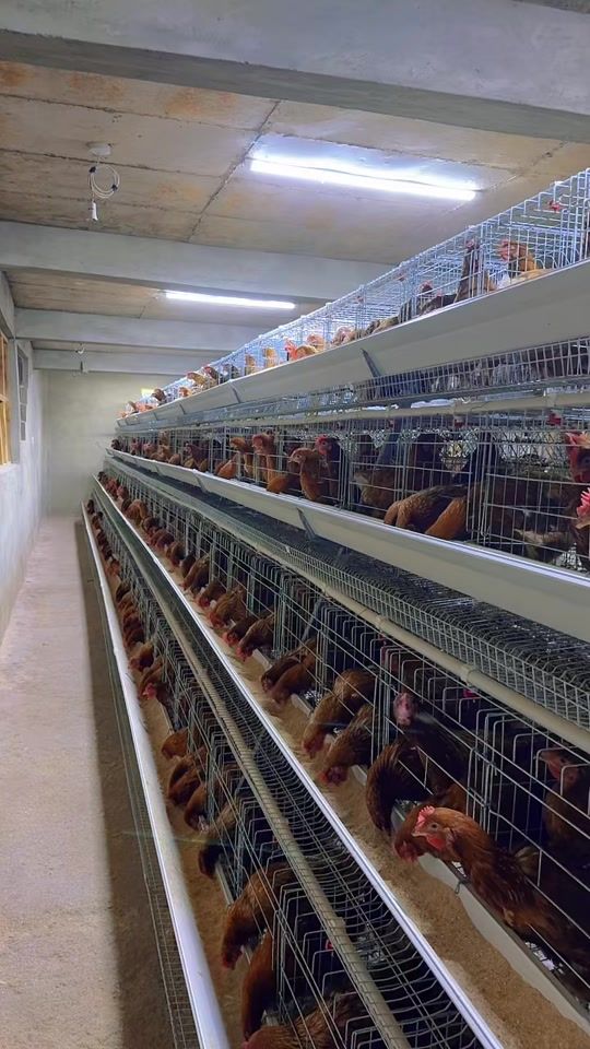 TikTok video thumbnail by rada_farmstead