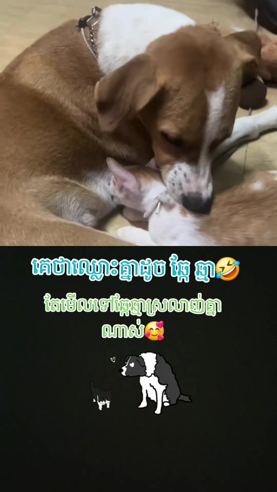 TikTok video thumbnail by thy_8168