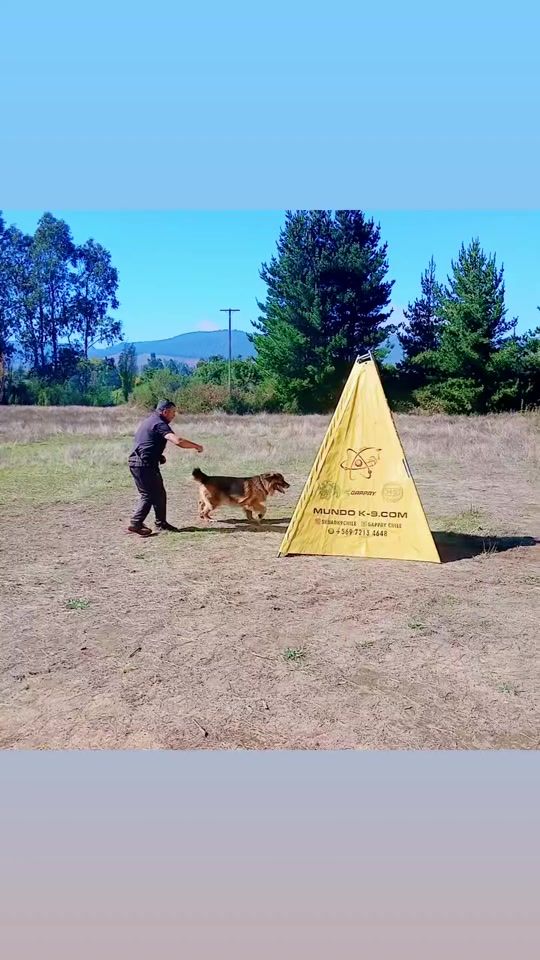 TikTok video thumbnail by edsondogtrainer