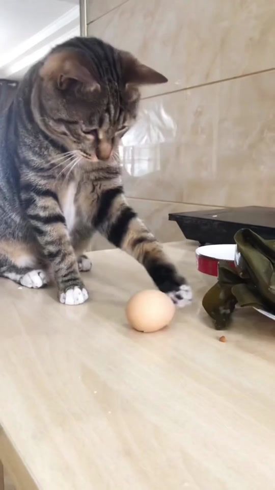 TikTok video thumbnail by walidyari