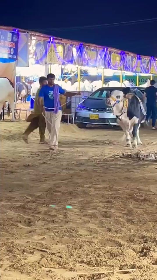 TikTok video thumbnail by 1karachibulllovers