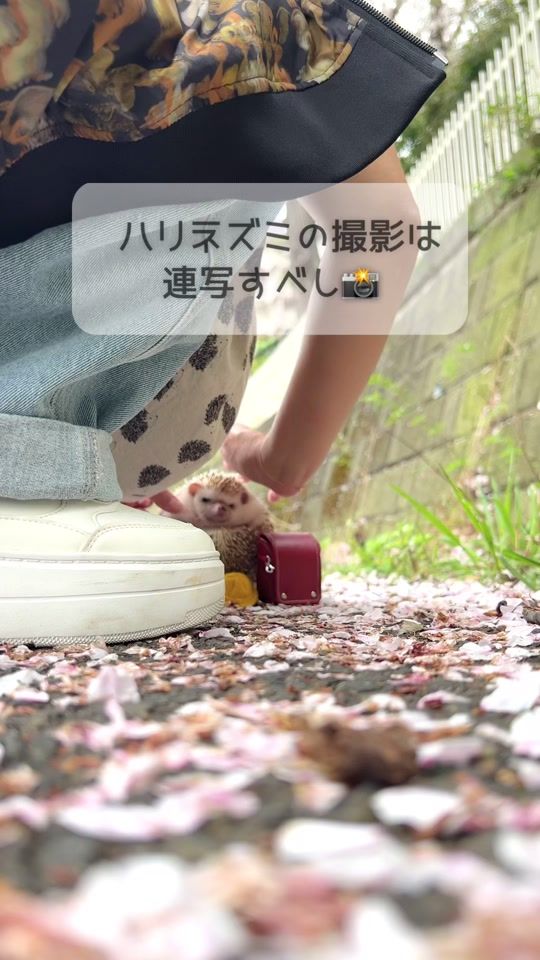 TikTok video thumbnail by ichigo_chiyoco