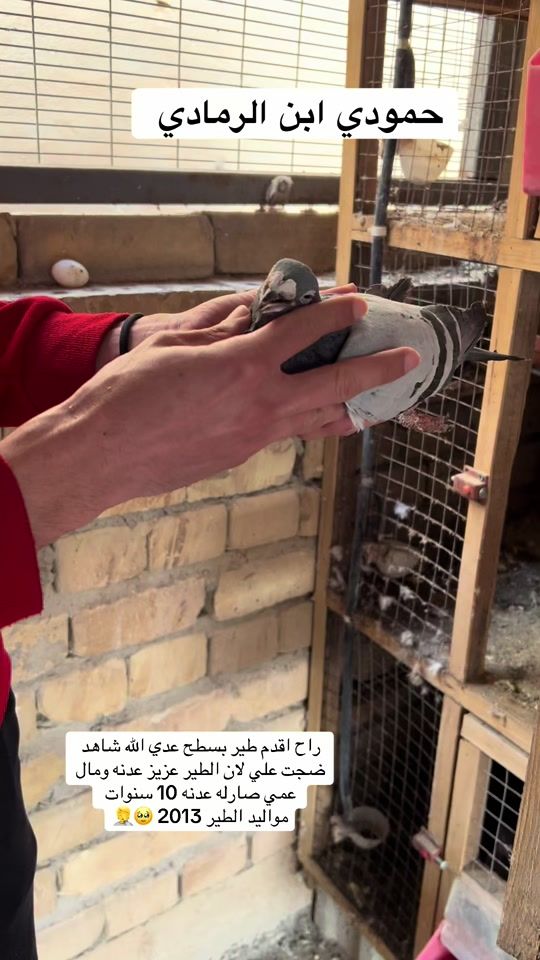 TikTok video thumbnail by fhd124m