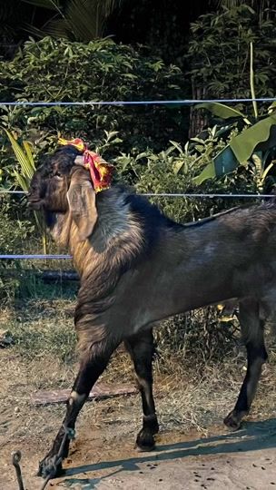 TikTok video thumbnail by anna_farm_jaffna
