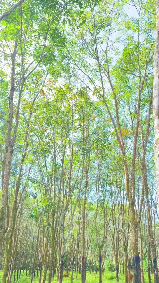 TikTok video thumbnail by diska_cuteofus