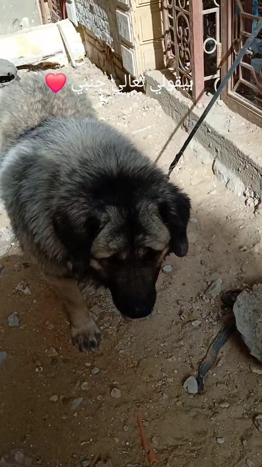 TikTok video thumbnail by mostafasellm7