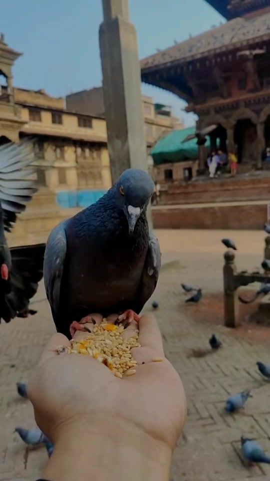 TikTok video thumbnail by akashbam77