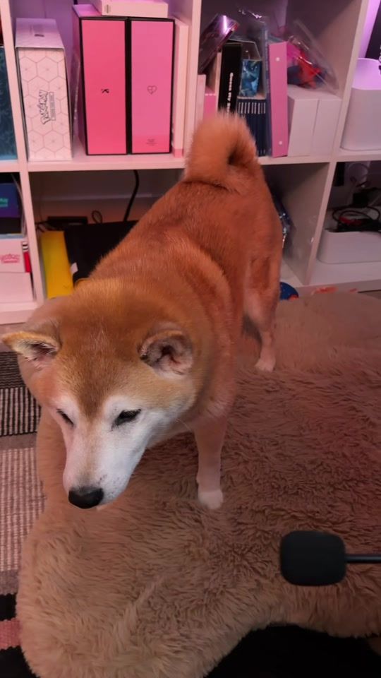 TikTok video thumbnail by yeedasu