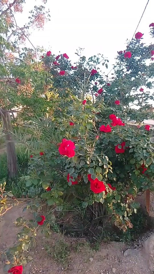 TikTok video thumbnail by nooor_058