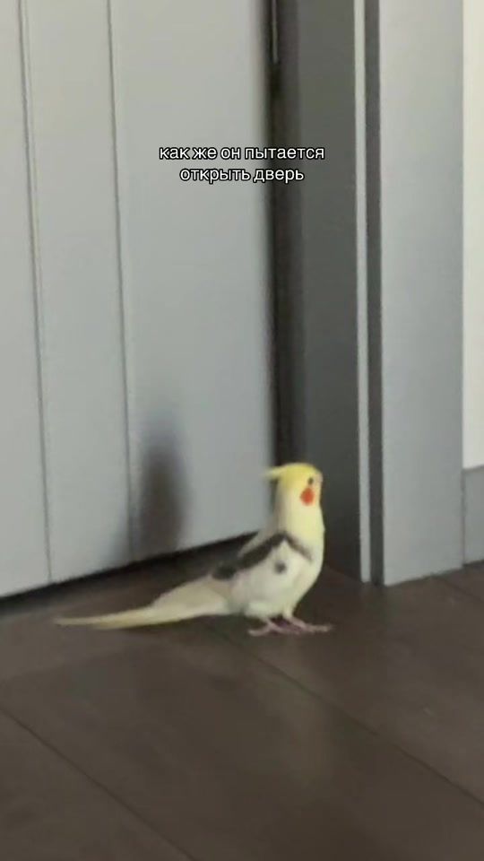 TikTok video thumbnail by batya_richik
