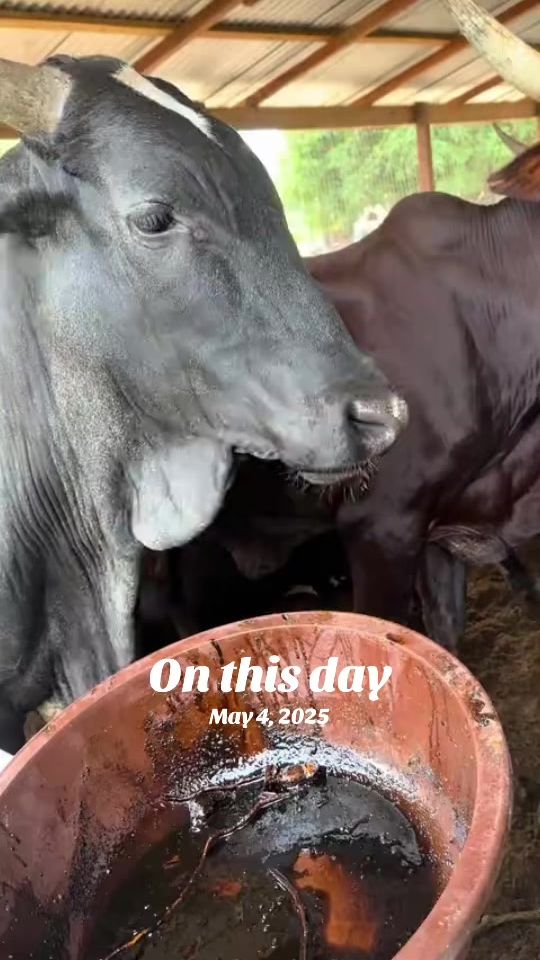 TikTok video thumbnail by galaxy_farms