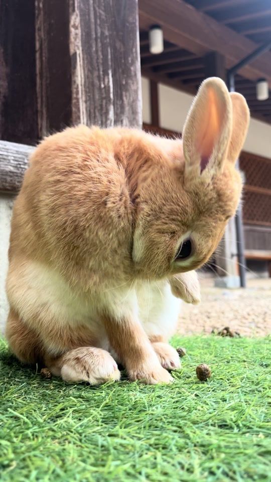 TikTok video thumbnail by tsukiusagi_sato