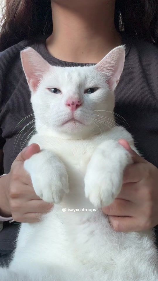 TikTok video thumbnail by tisayxcatroops