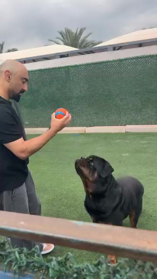 TikTok video thumbnail by la_rott1