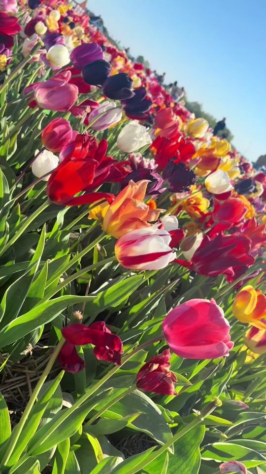 TikTok video thumbnail by melisa.m..frederi