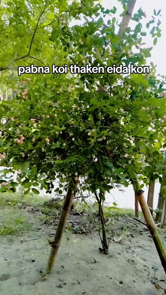 TikTok video thumbnail by rayatulislam652