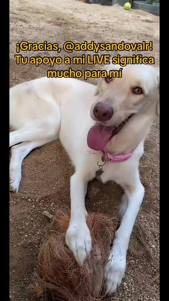 TikTok video thumbnail by molly.labra