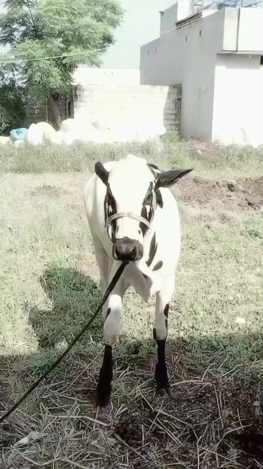 TikTok video thumbnail by malik.zeeshan4258
