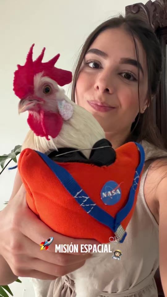 TikTok video thumbnail by pelusaelpollo