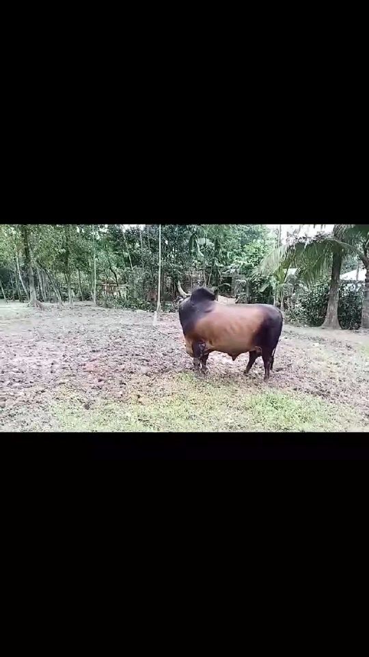 TikTok video thumbnail by md.kaled01