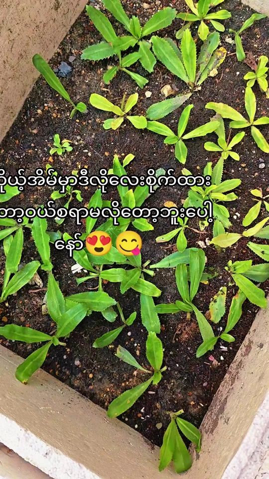 TikTok video thumbnail by zar.lin.nwe.city