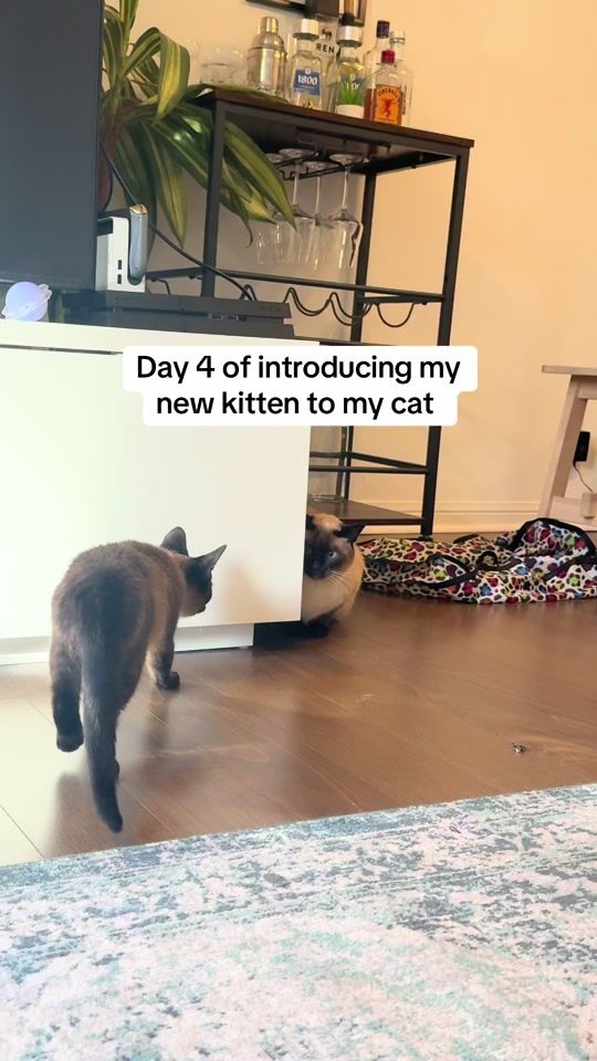 TikTok video thumbnail by daniellevoit