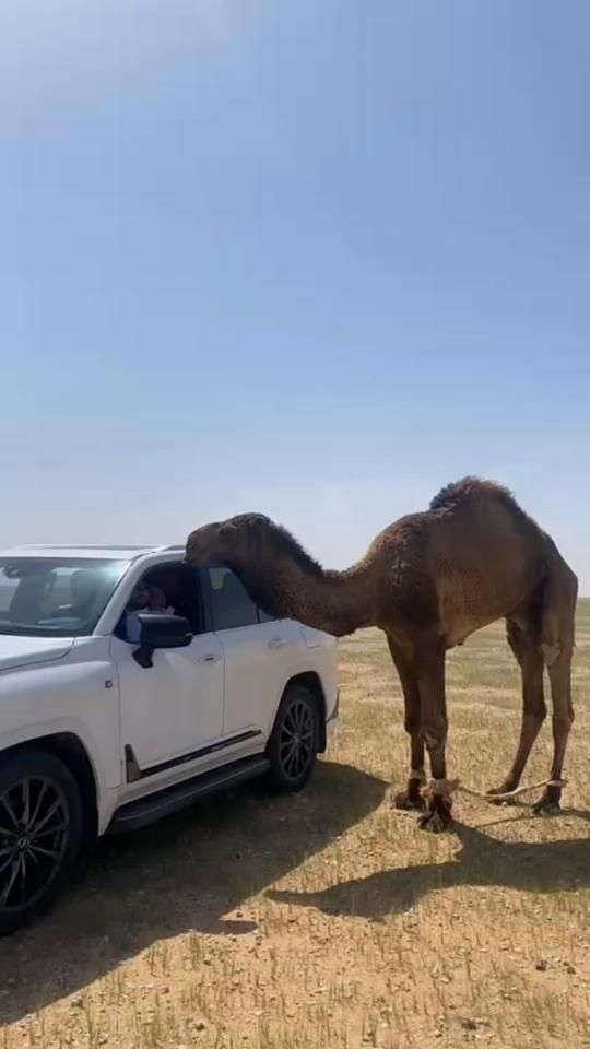 TikTok video thumbnail by 7_ot_1