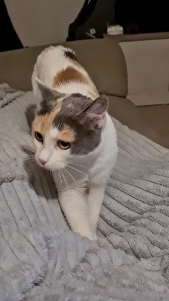 TikTok video thumbnail by fluffypuffmeow