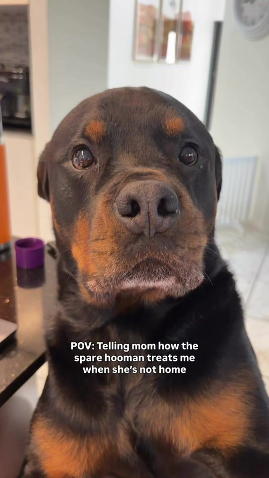 TikTok video thumbnail by rottweilerbeau