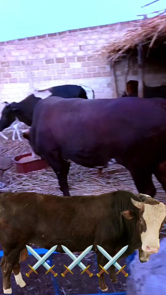 TikTok video thumbnail by handanearby