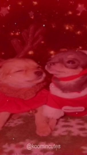 TikTok video thumbnail by koomincutes