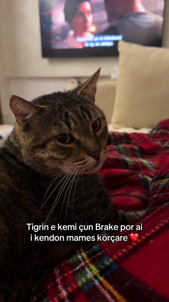 TikTok video thumbnail by trefantastiket