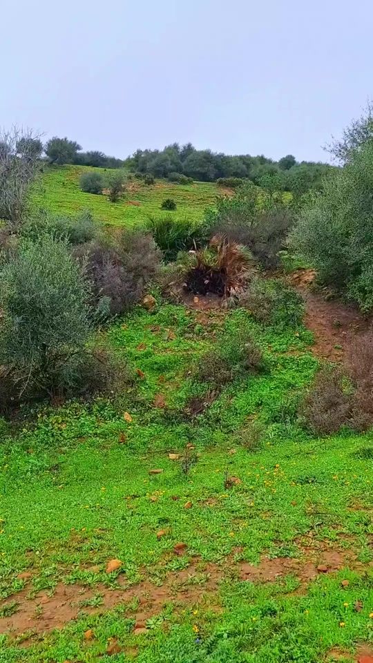 TikTok video thumbnail by jamalbenider