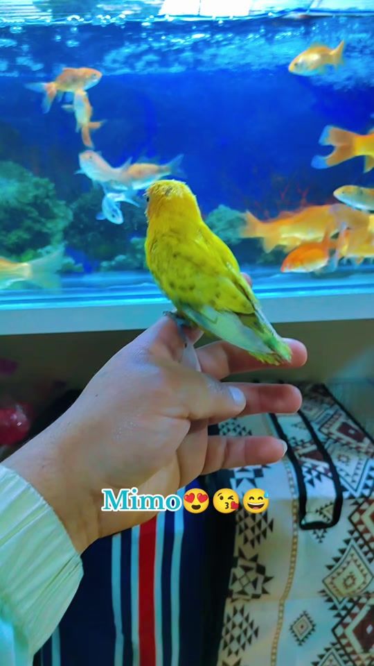 TikTok video thumbnail by khirouannab