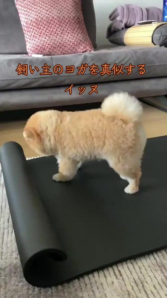 TikTok video thumbnail by animaruiyashi