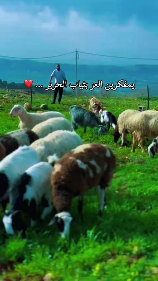 TikTok video thumbnail by omar.abu.arra1
