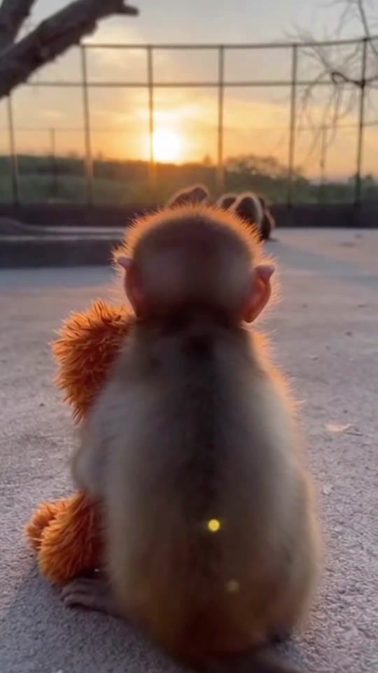 TikTok video thumbnail by itsaryanemon