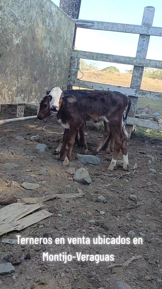 TikTok video thumbnail by tomyfranco08