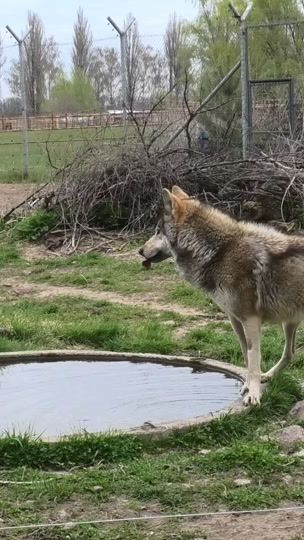 TikTok video thumbnail by whiterockbearsanctuary