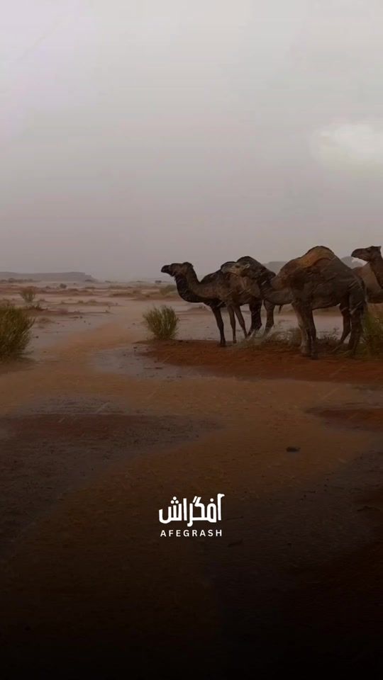 TikTok video thumbnail by afegrash