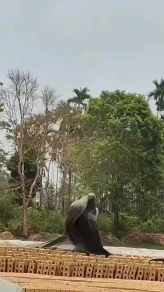 TikTok video thumbnail by user802894