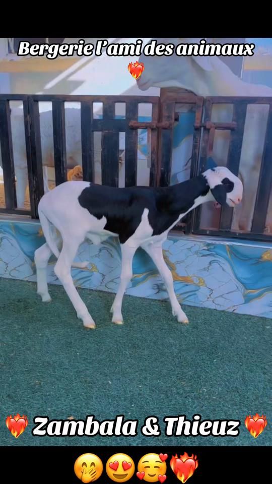 TikTok video thumbnail by maatarfaye