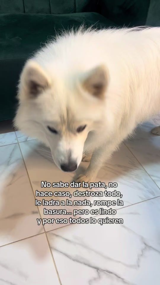 TikTok video thumbnail by laikamascotas